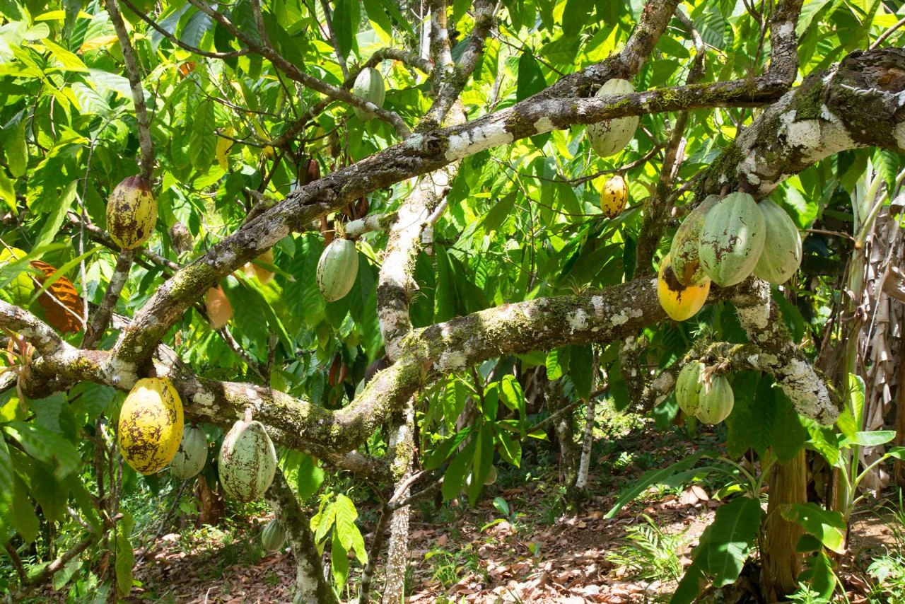 Pemerintah Pangkas Bea Ekspor Kakao, Ini Alasannya